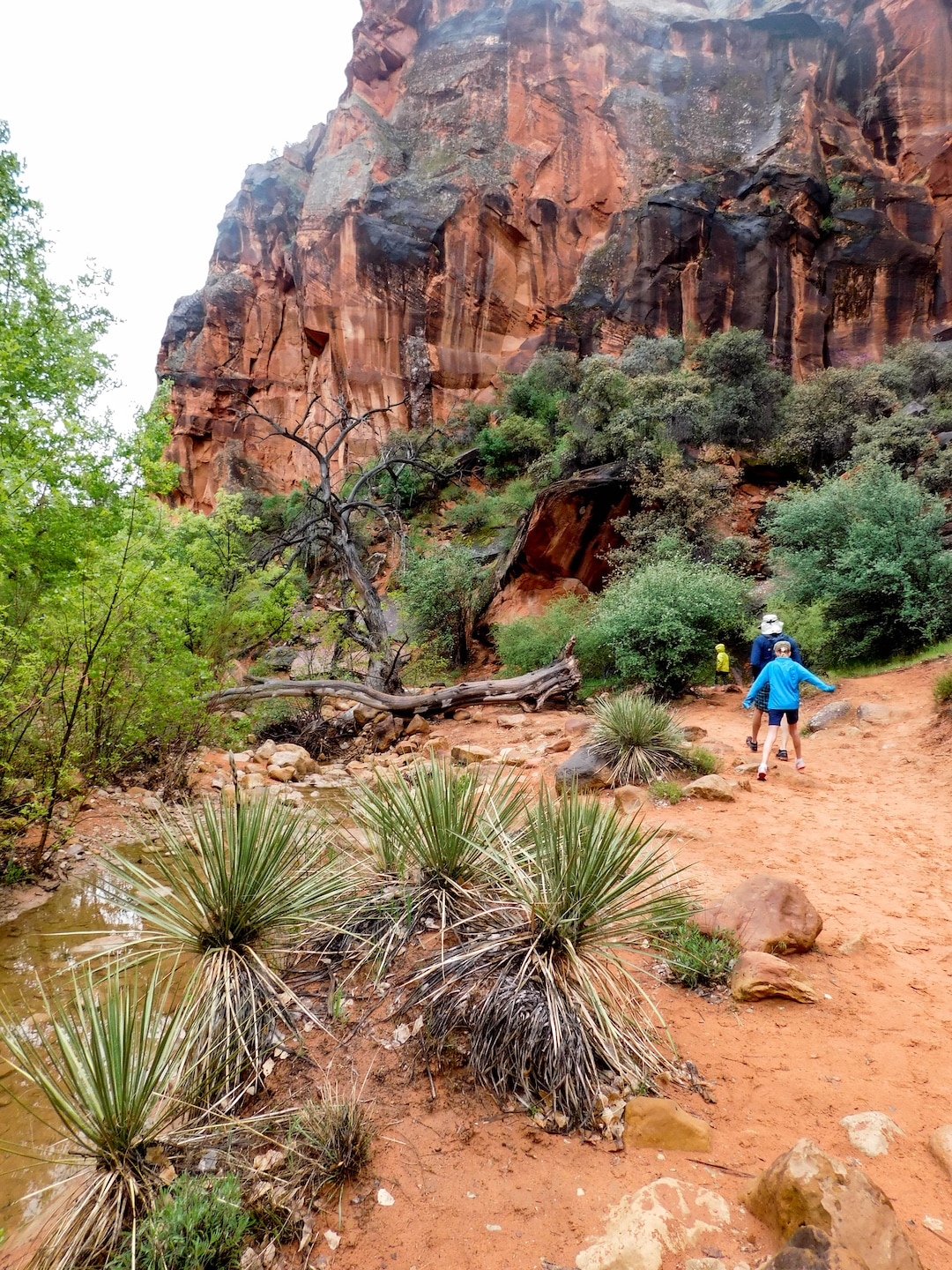 Erin Alberty  |  The Salt Lake TribuneHikers dodge prickly yucca plants April 3, 2017 along the Red Reef Trail in Red Cliffs Desert Reserve, north of Harrisburg.