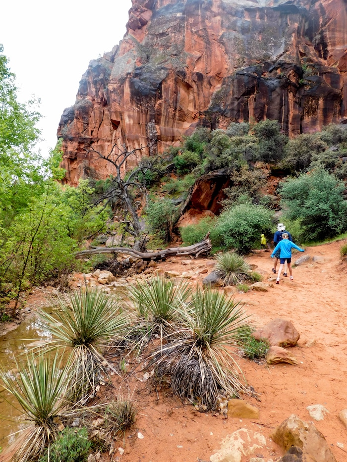 Erin Alberty  |  The Salt Lake Tribune

Hikers dodge prickly yucca plants April 3, 2017 along the Red Reef Trail in Red Cliffs Desert Reserve, north of Harrisburg.