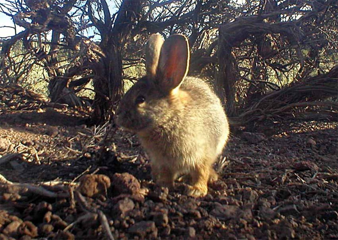 Small, cute and going extinct: Group warns world’s smallest rabbit is ...