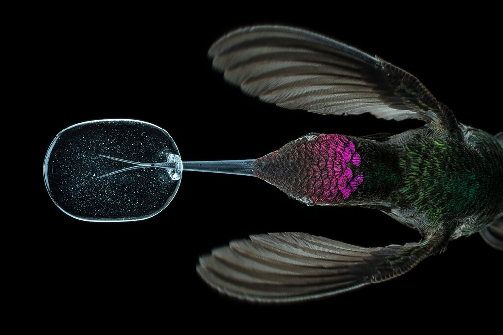 (sponsored, Anand Varma) | Hummingbird with water droplet.