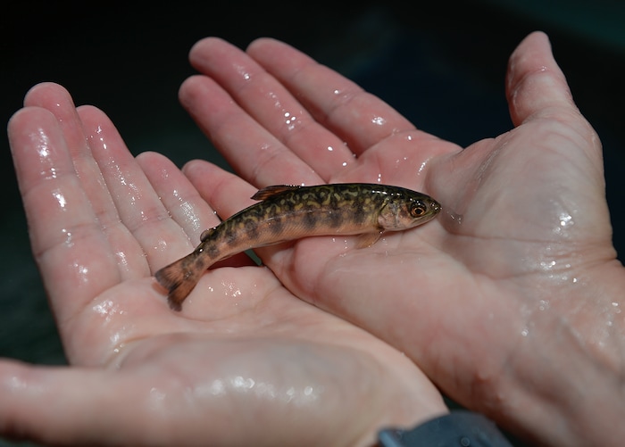 (Francisco Kjolseth | The Salt Lake Tribune) The Division of Wildlife Resources introduce around 40,000 splake, a sterile cross between lake trout and brook trout, into the Jordanelle Reservoir on Thursday, June 21, 2018. Measuring four to five inches long, splake will quickly grow and could reach adult lengths of more than two feet long as part of ongoing management plans at the reservoir that currently holds numerous other fish species.