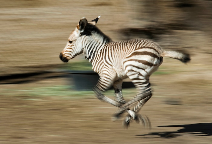 (Rick Egan  |  The Salt Lake Tribune)   A new baby  zebra born Saturday at Hogle Zoo, romps around the pen, Thursday, June 7, 2018.
