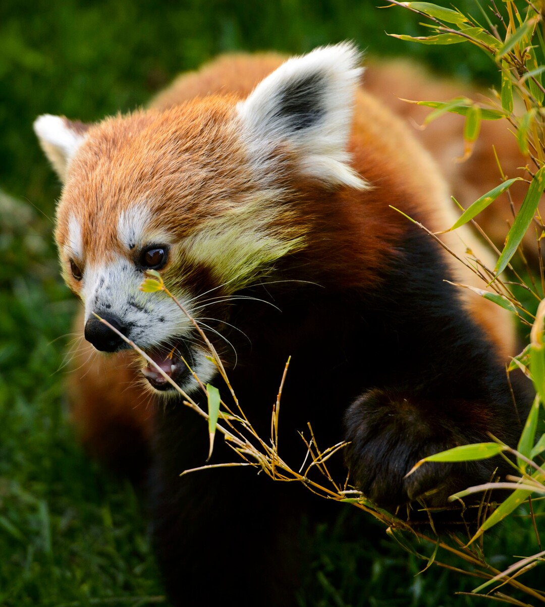 (Steve Griffin  |  The Salt Lake Tribune) A red panda munches on bamboo in its new exhibit as the Hogle Zoo adds two red pandas to its permanent exhibit in Salt Lake City Friday May 4, 2018.  The 3 1/2 year-old male and the seven year-old female will make Hogle Zoo their permanent home after arriving from their previous home at Reid Park Zoo in Tucson, AZ. Red pandas are also called lesser pandas and live in the mountainous areas of Nepal and southwestern China. Their diet consists mostly of bamboo.