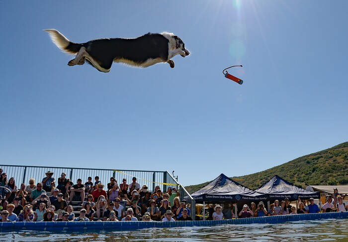 (Francisco Kjolseth | The Salt Lake Tribune) Oscar wows the crowd with vertical liftoff as dogs soar and splash ingot a pool going for distance in the DockDogs Big Air Wave competition as part of the annual Soldier Hollow Classic on Monday, Sept. 2, 2019.