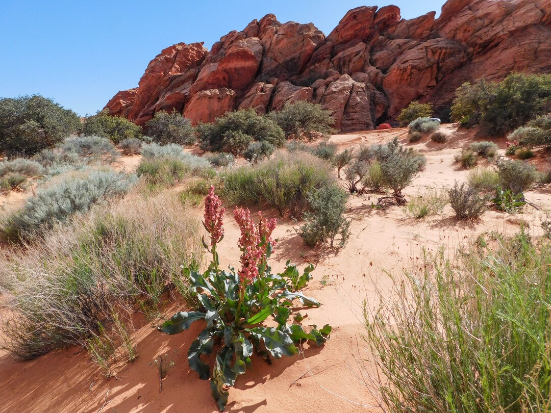 Erin Alberty  |  The Salt Lake TribuneA dock blooms April 1, 2017 near the Sand Cove primitive campground in the Red Cliffs Desert Reserve near Leeds.