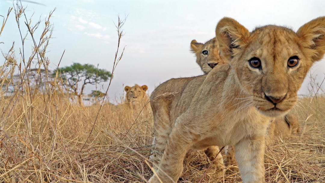 (Photo courtesy Discovery) Among the stars of “Serengeti” is a family of lions.