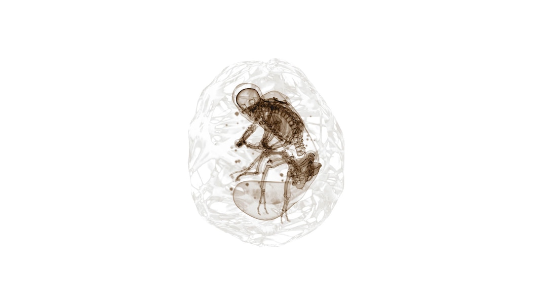 (Image courtesy of Sundance Institute) An image from "Hominidae," A VR work by Brian Andrews, an official selection of the New Frontier Exhibitions program at the 2020 Sundance Film Festival.