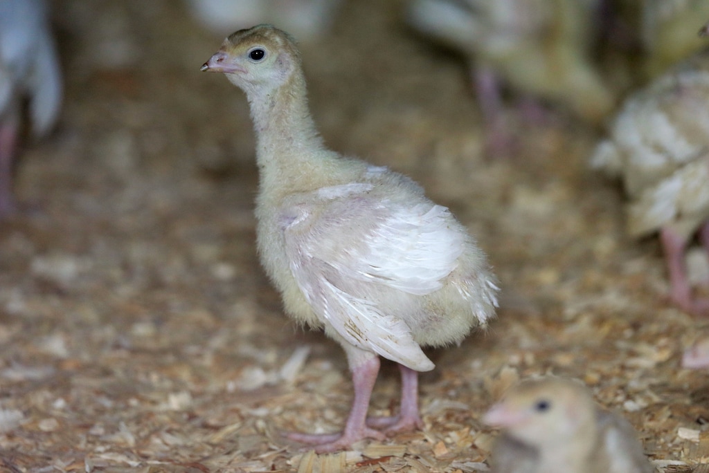(Charlie Neibergall | AP) A turkey stands in a barn, Aug. 10, 2015, on a turkey farm near Manson, Iowa. The U.S. Department of Agriculture reported that avian influenza (bird flu), which is deadly to commercial poultry, was confirmed in a flock of 47,300 turkeys in Jerauld County of South Dakota last Wednesday, Oct. 4, 2023, and at a farm with 141,800 birds in Sanpete County of Utah last Friday, Oct. 6.