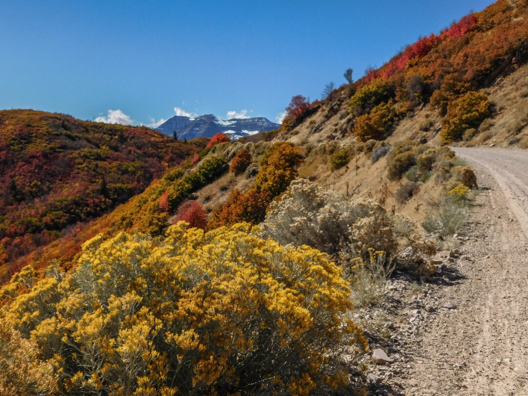 (Erin Alberty|The Salt Lake Tribune) Autumn foliage lights the road to Cascade Springs from Midway on Oct. 9, 2017 in Wasatch County.