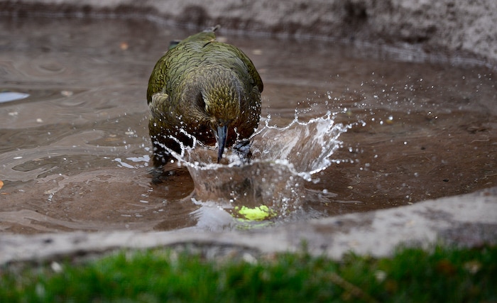 (Scott Sommerdorf | The Salt Lake Tribune)
One of Tracy Aviary's four Keas slam dunks a tennis ball into the pool for fun in their new exhibit, Expedition Kea, May 10, 2018.