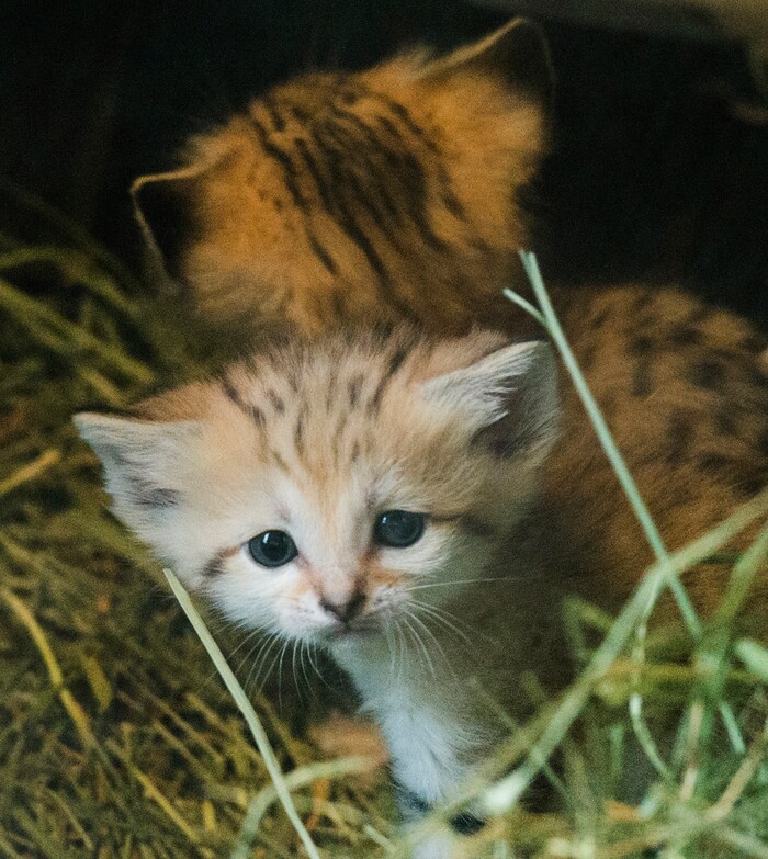 (Rick Egan  |  The Salt Lake Tribune)   Five-week -old baby sand cats, at Hogle Zoo. Thursday, June 7, 2018.