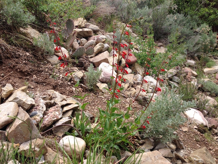 (Erin Alberty | The Salt Lake Tribune) Firecracker Penstemon, Prickly Pear and Big Mountain Sage fill in the former backyard of reporter Erin Alberty on May 4, 2015 in Salt Lake City.  The Utah native plant helped to replace a carpet of invasive Myrtle Spurge.