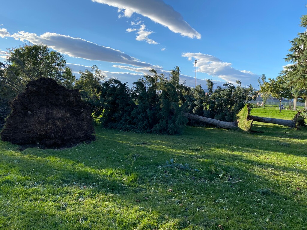 (Photo courtesy of Adelaide Parker)

Uprooted trees in Sunnyside Park, Salt Lake City, Tuesday, Sept. 8, 2020