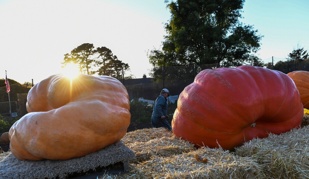 John Muller walks past some of his heftier pumpkins to feed his chickens. MUST CREDIT: Washington Post photo by Ricky Carioti