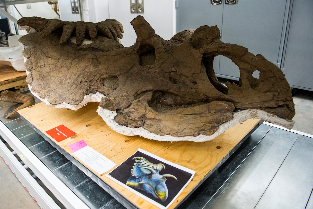 (Chris Detrick  |  The Salt Lake Tribune) A 76 million-year-old Kosmoceratops richardsoni skull discovered in the Grand Staircase-Escalante National Monument at the Natural History Museum of Utah.