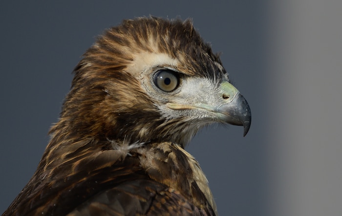 (Francisco Kjolseth | The Salt Lake Tribune) A young red-tailed hawk perches on a railing of a large warehouse in an industrial area in west Salt Lake City, about 100 yards from its nest.