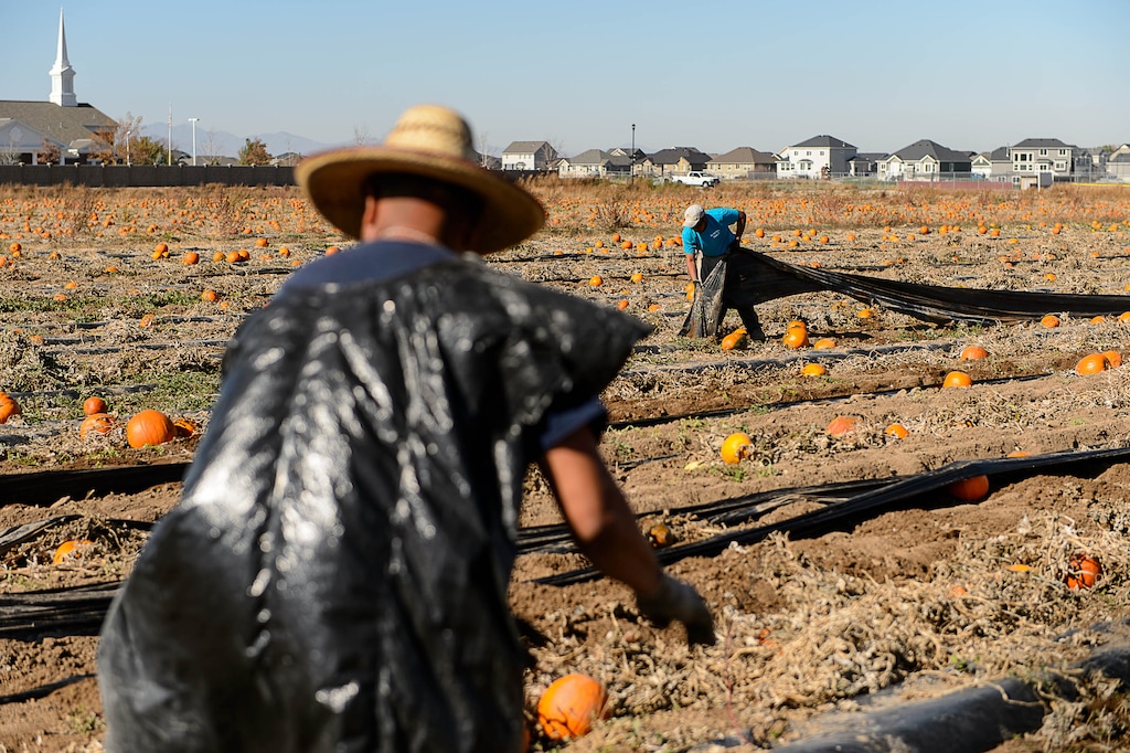 (Trent Nelson  |  The Salt Lake Tribune) Workers clear a pumpkin patch in Spanish Fork, Thursday November 3, 2016.