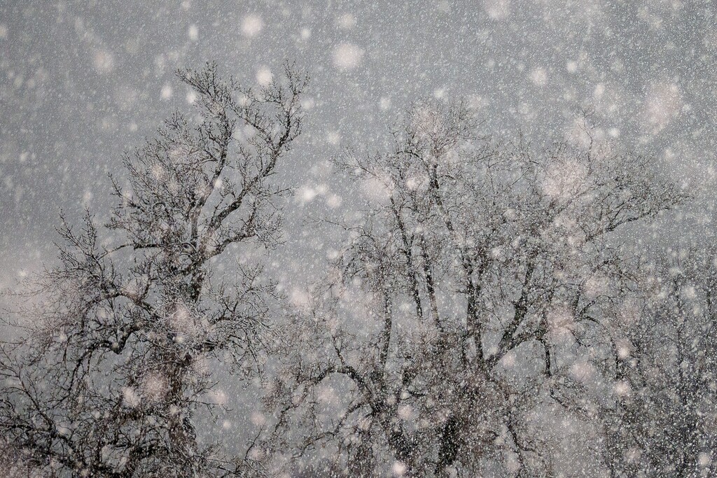 (Trent Nelson | The Salt Lake Tribune) Snow falls on Salt Lake City on Saturday, March 5, 2022. It's expected to snow this weekend in Utah, with powder possible in the valleys and about a foot or more of accumulation expected in the mountains.
