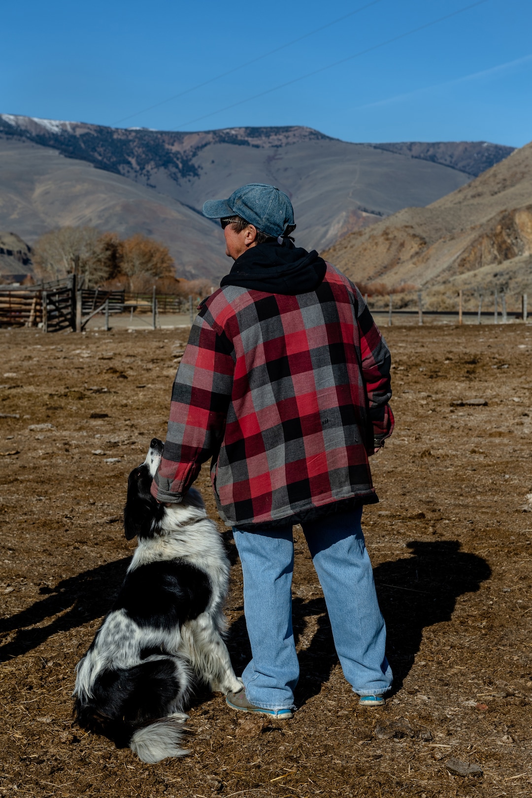 (Hilary Swift | The New York Times) Rancher Jackie Ingram visits the cattle she takes care of for her grandchildren in Challis, Idaho, Nov. 7, 2019. With too many animals on public lands and too many on the public's hands, the federal wild horse management program is short of money or palatable solutions.