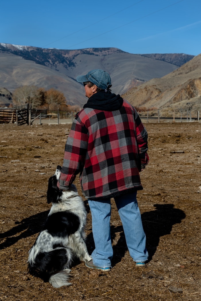 (Hilary Swift | The New York Times) Rancher Jackie Ingram visits the cattle she takes care of for her grandchildren in Challis, Idaho, Nov. 7, 2019. With too many animals on public lands and too many on the public's hands, the federal wild horse management program is short of money or palatable solutions.