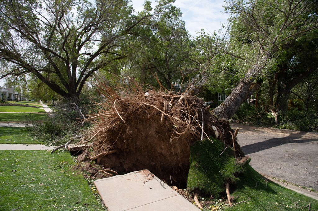 (Francisco Kjolseth | The Salt Lake Tribune) Large trees are uprooted along Hannibal Street near Highland High as crews and home owners begin extensive wind damage cleanup in Salt Lake City on Wednesday, Sept. 9, 2020, following a storm that brought hurricane-force winds.