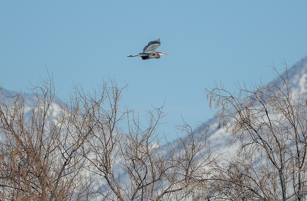 (Francisco Kjolseth  |  The Salt Lake Tribune)  A great blue heron flies over the Jordan River as a group of Audubon members counted birds on New Year's Day as part of the annual survey, now its 119th year, done by multiple members across Utah.