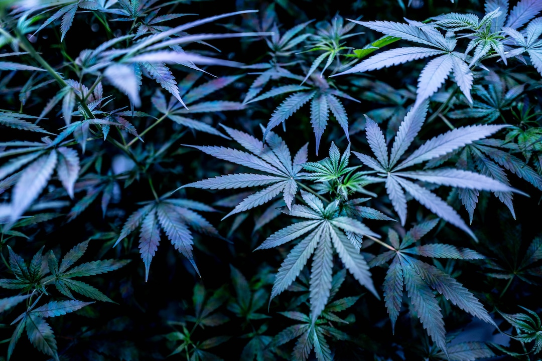 (Trent Nelson  |  The Salt Lake Tribune)  
Hemp plants growing under LED lights at Moon Lake Farms in North Salt Lake on Friday July 12, 2019.