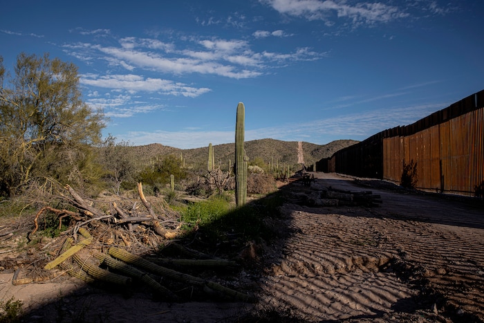 (Adriana Zehbrauskas | The New York Times) Cut down Saguaro cactuses in Organ Pipe Cactus Monument, where a wall is being built along the Arizona-Mexico border, near Lukeville, Ariz., on Feb 19, 2020. Federal courts allowed the Trump administration to speed construction of the border wall by waiving dozens of laws, including measures protecting endangered species and Native American burial sites.