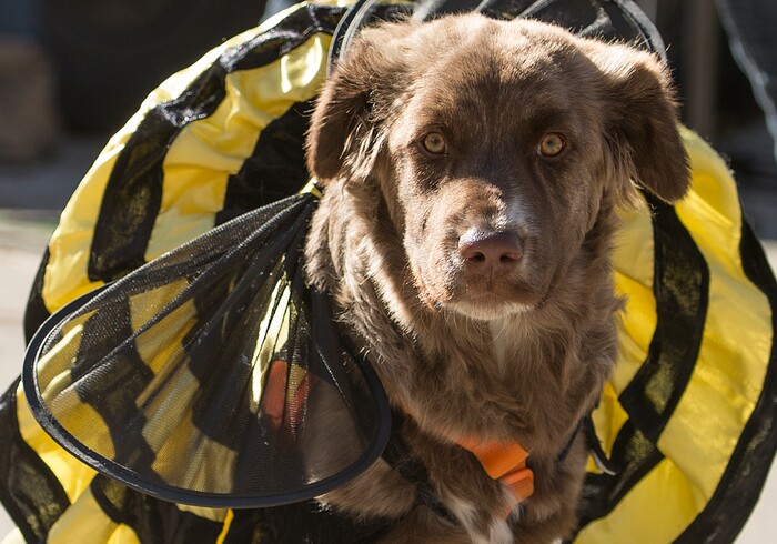 (Leah Hogsten  |  The Salt Lake Tribune) Dosa, the bee, poses during the 7th annual Howl-o-ween Pet Costume Contest at the Downtown Farmers Market.