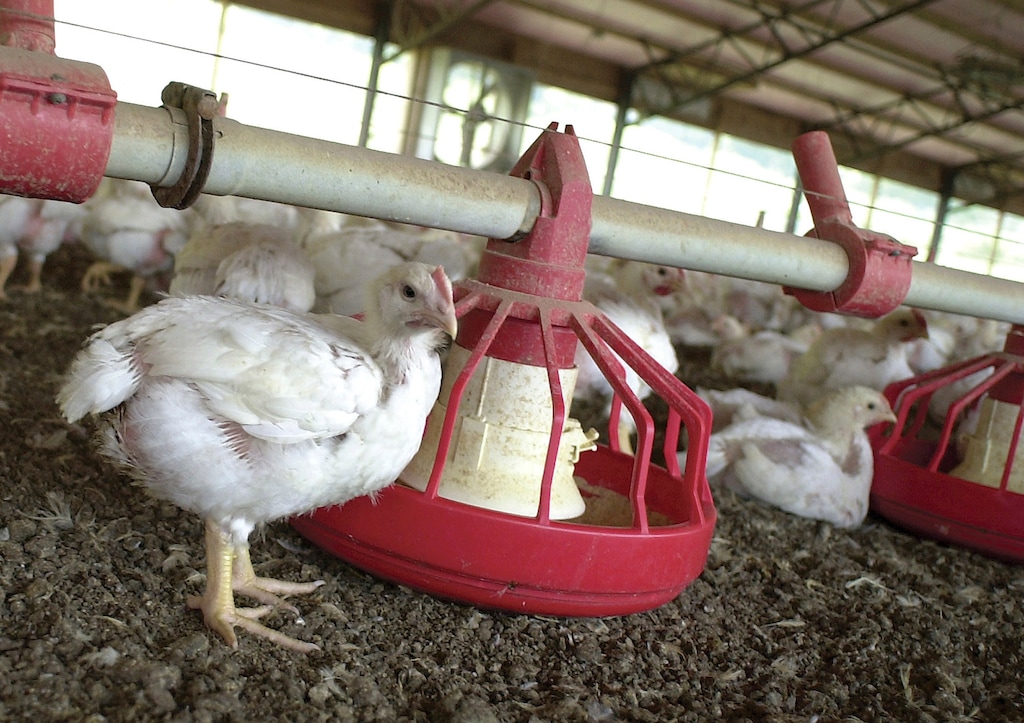 (April L. Brown | The Associated Press) In this file photo taken June 19, 2003, chickens gather around a feeder in a Tyson Foods Inc., poultry house near Farmington, Ark.