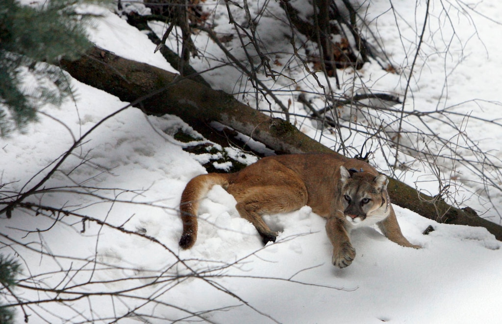 (Francisco Kjolseth  |  The Salt Lake Tribune) A 4-year-old female mountain lion slowly shakes off the effects of a sedative after researchers from Utah State University and the Utah Division of Wildlife Resources replaced her radio-collar after being captured in the Oquirrh Mountains recently.