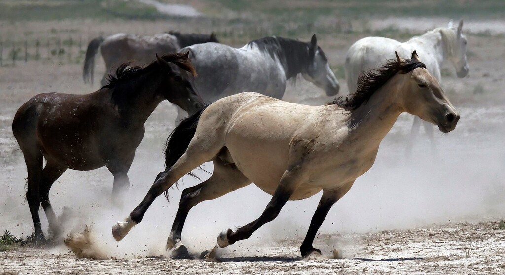 (Rick Bowmer | AP file photo) Wild horses kick up dust as they run at a watering hole outside Salt Lake City in June 2018.