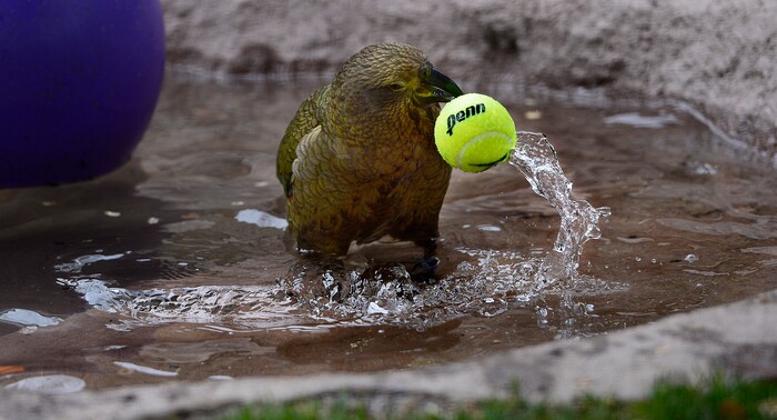 (Scott Sommerdorf | The Salt Lake Tribune)
One of Tracy Aviary's four Keas picks up a tennis ball in order to slam dunk it into the pool for fun in their new exhibit, Expedition Kea, May 10, 2018.