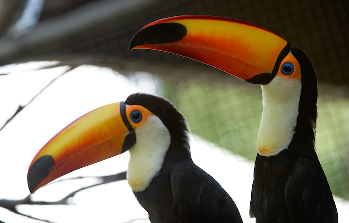 (Francisco Kjolseth  |  The Salt Lake Tribune)  A pair of Toco Toucans are new parent as Tracy Aviary welcomed a new hatchling as the aviary's first ever Toco Toucan hatch. On Tuesday, Aug. 14, 2018, the new youngster could be seen exploring its new enclosure as it slowly getting its new colors. 