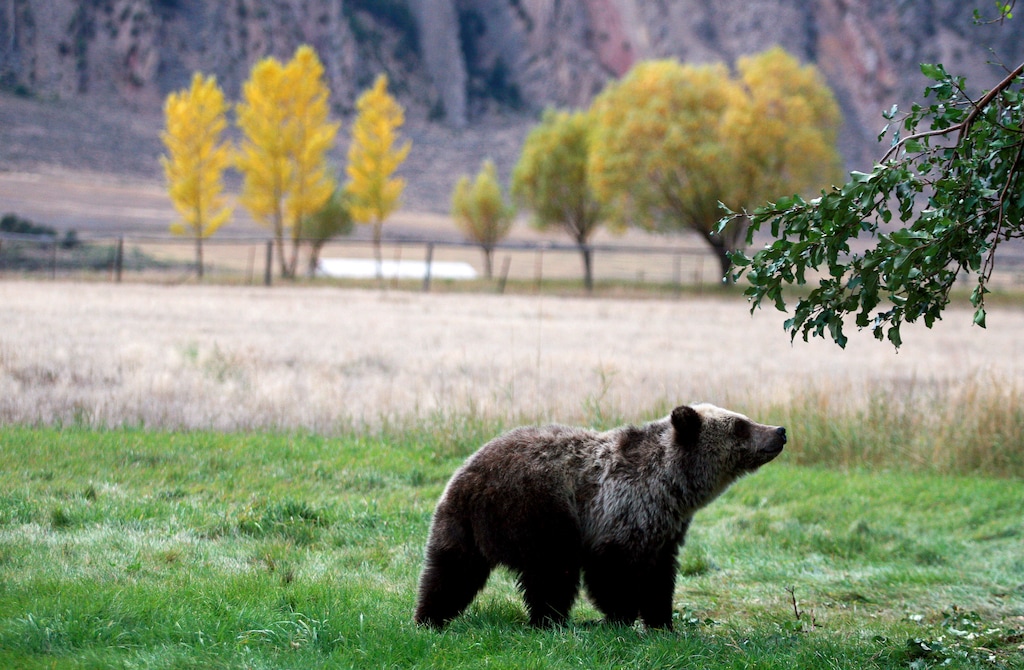 (Alan Rogers | The Casper Star-Tribune | The Associated Press) In this Sept. 25, 2013, file photo, a grizzly bear cub searches for fallen fruit beneath an apple tree a few miles from the north entrance to Yellowstone National Park in Gardiner, Mont. A judge will decide whether the Lower 48 states' first grizzly bear hunting season in more than four decades will open as scheduled the weekend of Aug. 31, 2018.