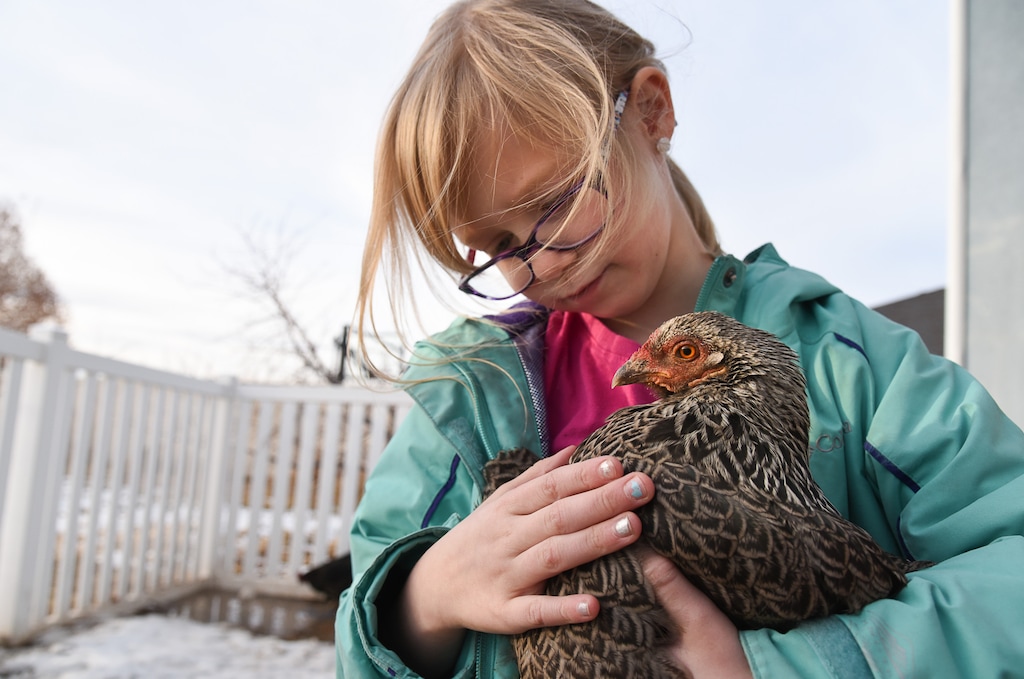 (Francisco Kjolseth | The Salt Lake Tribune) Skyrie Sacks, 7, embraces her favorite chicken named Chancey, one of eight in the family coop behind their house in West Clinton. Suffering a traumatic face injury at the age of 4, Skyrie suffers from PTSD and her mother Natalie says the chickens have helped her through the trauma. A Utah lawmaker is filing a bill that would make it a misdemeanor crime to lie about the need for an emotional support animal. Disability advocates are opposed to the bill, saying it could scare individuals with disabilities into remaining silent about their need for support animals.