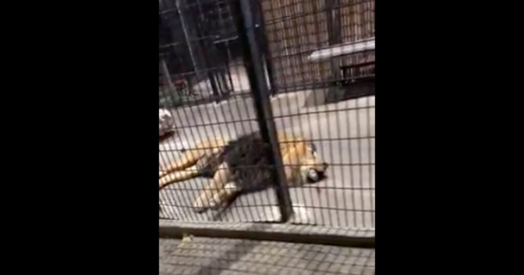 (Screen grab of video on Utah Animal Rights Coalition's Facebook page) A lion lies in its enclosure at Lagoon Amusement Park in Farmington. Activists are decrying the amusement park, saying the lion is in distress. The park says the lion is just roaring while lying down.