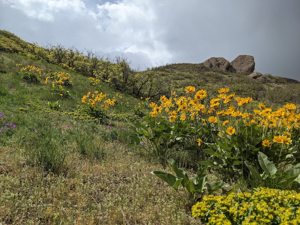 (Julie Jag | The Salt Lake Tribune)
Wildflowers bloom along the City Creek Canyon trail where it merges with the Bonneville Shoreline Trail on Saturday, May 13, 2023. The BST section of the trail between Lower City Creek Loop and the BST junction will be closed between May 16 and June 2 for repairs.