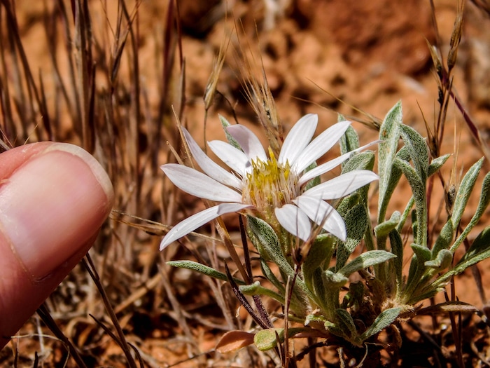Erin Alberty  |  The Salt Lake TribuneAn Easter Daisy blooms May 27, 2017 along the Desert Voices Trail in Dinosaur National Monument.