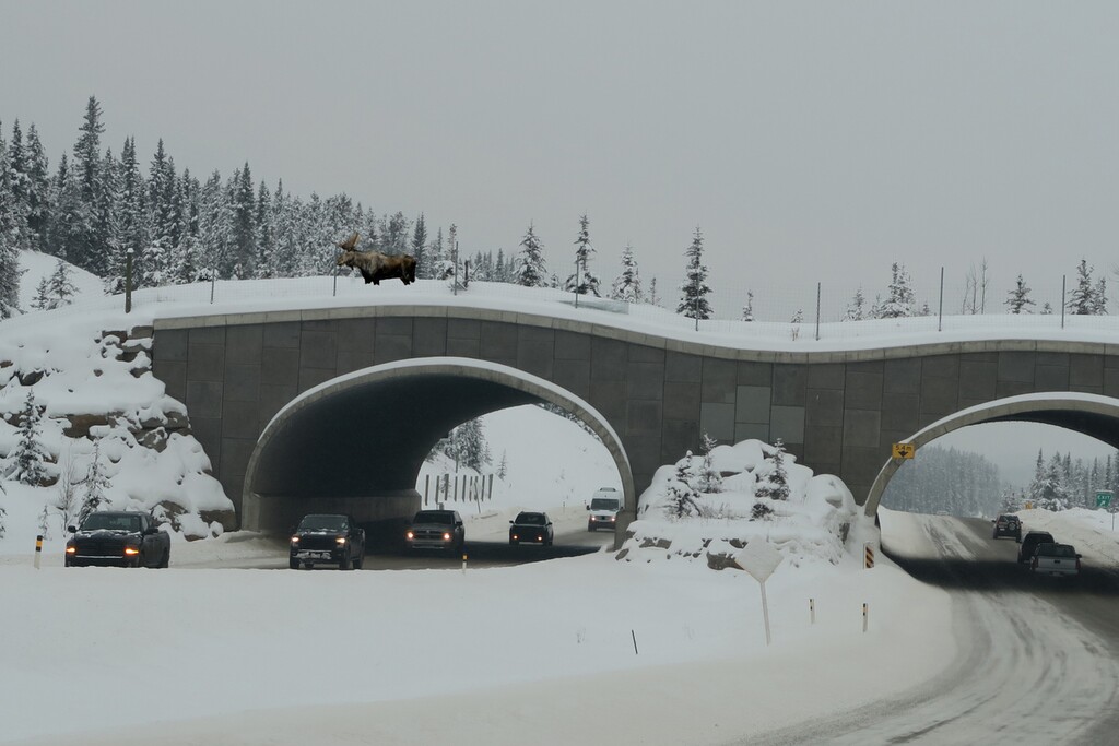 (Courtesy Istock Photo)

Moose crossing on highway animal wildlife overpass on the Trans-Canada Highway in Banff National Park, February 13, 2018