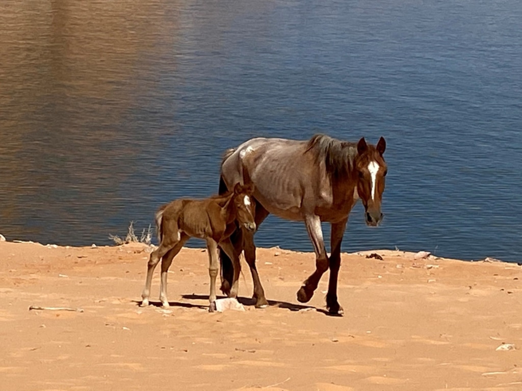 (National Park Service) A wild horse and her foal, which were left stranded on a Lake Powell beach for weeks amid rising water levels, were rescued last week and taken to an animal sanctuary, National Park Service officials announced.