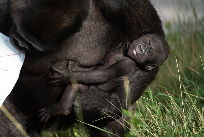 (Francisco Kjolseth  |  The Salt Lake Tribune) Hogle Zoo is introducing new babies, including two baby leopards and a baby gorilla, held by mother Jabali, who will be named by whoever makes the highest bid at the zoo's annual fund-raiser on Sept. 10 — which will be virtual this year.