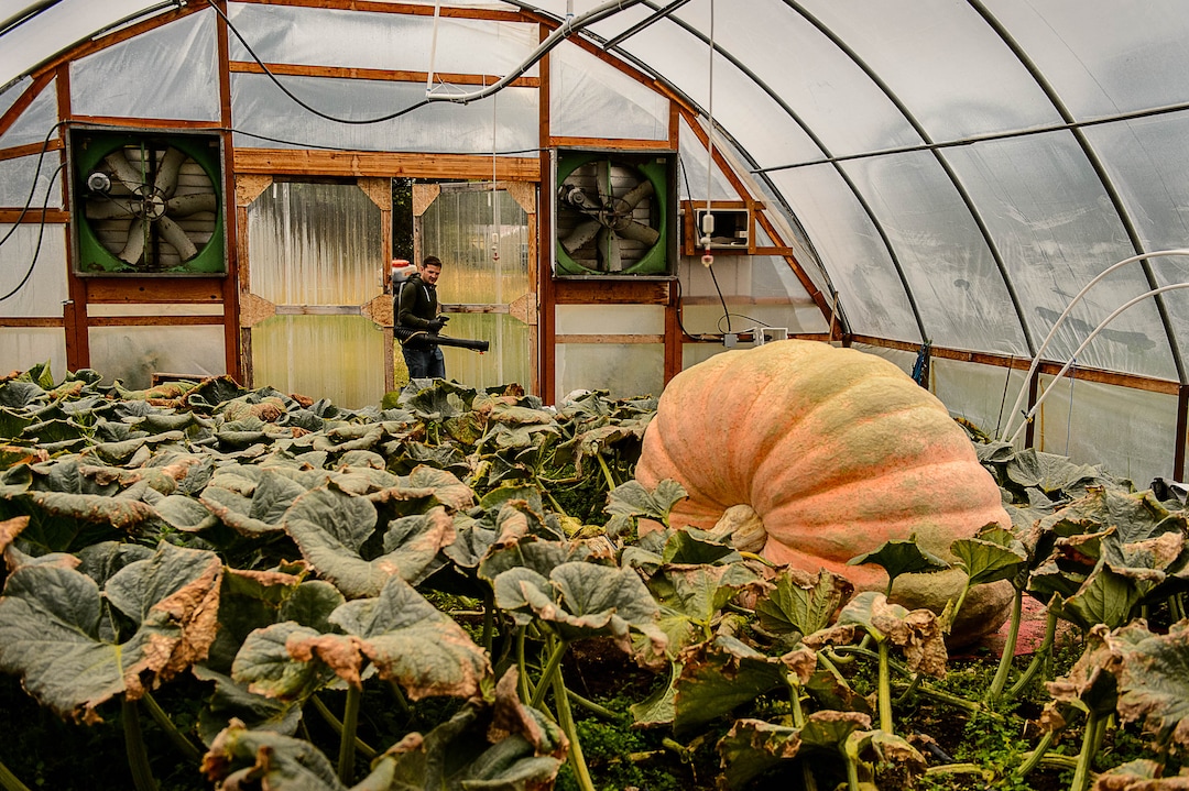 (Trent Nelson | The Salt Lake Tribune)  Matt McConkie, in his Washington Terrace greenhouse, Tuesday, Sept. 19, 2017, set the Utah state record in 2014 with a pumpkin that weighed 1,817 pounds. He expects this one will be between 1,900-2,000.