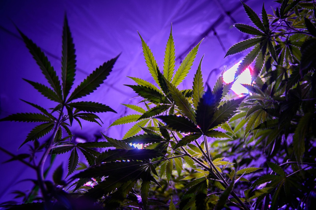 (Trent Nelson  |  The Salt Lake Tribune) Hemp plants growing under LED lights at Moon Lake Farms in North Salt Lake on Friday July 12, 2019.