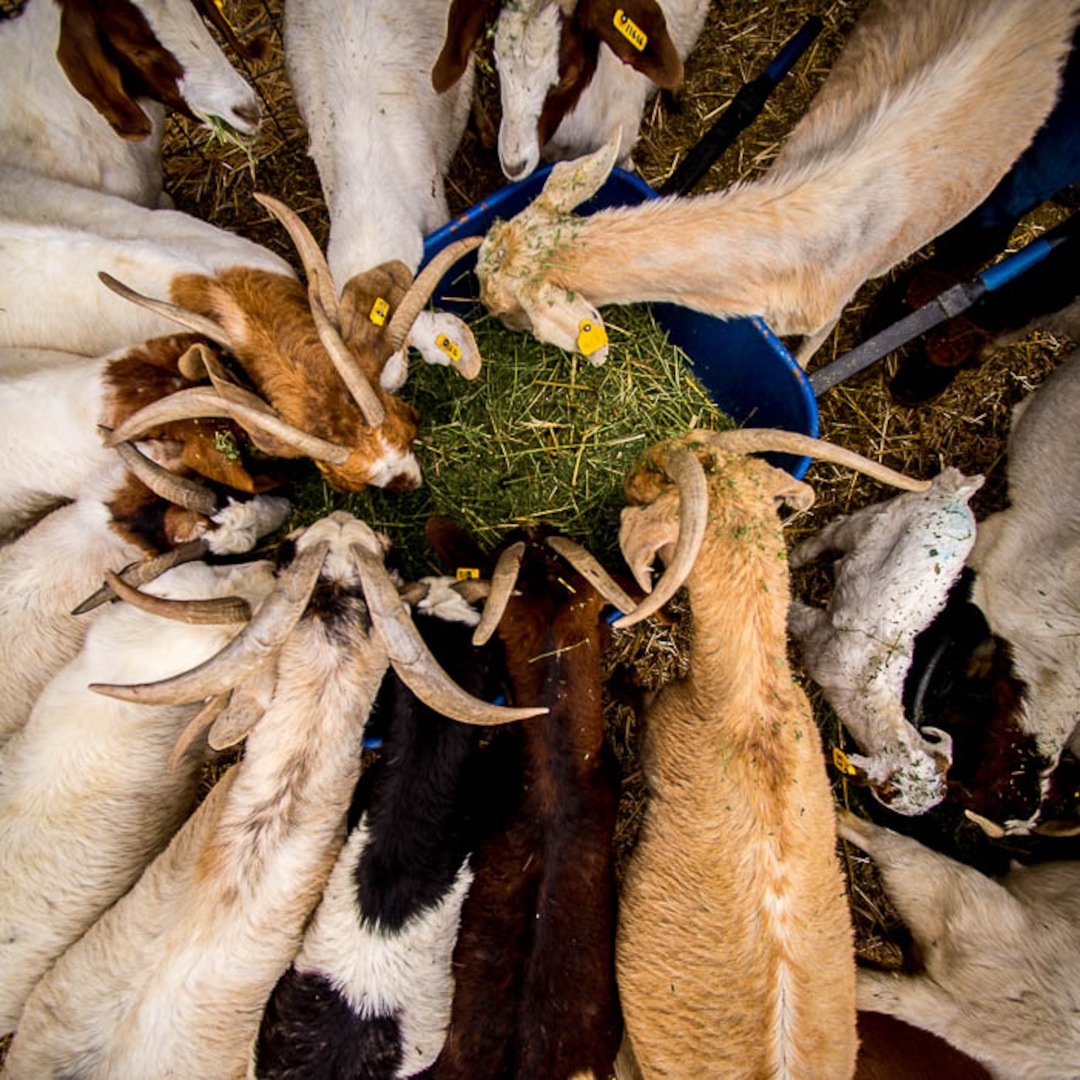 (Trent Nelson | The Salt Lake Tribune)
Feeding time at the East African Refugee Goat Project, Saturday March 24, 2018.
