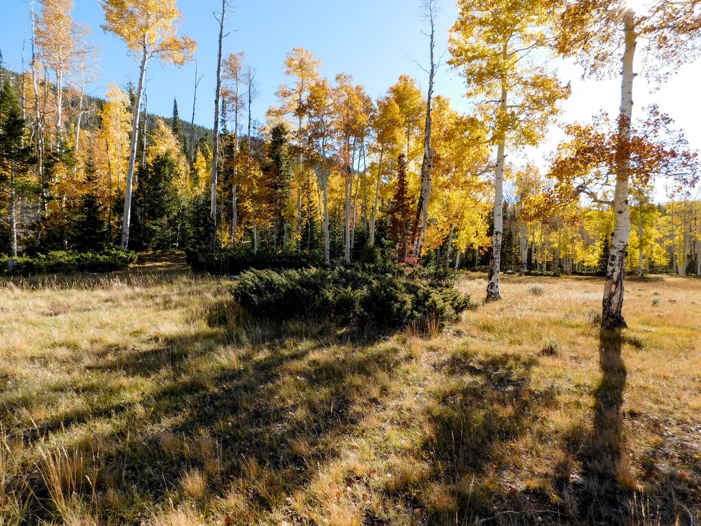 What's killing the world's most massive living thing? New study of Utah's  Pando aspen grove blames cows, not deer., image size:1024x768