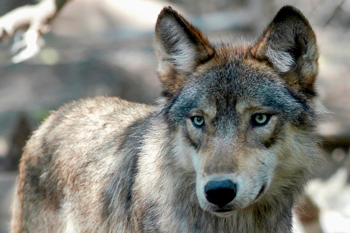 State officials killed three wolves in northern Utah. Here’s why.