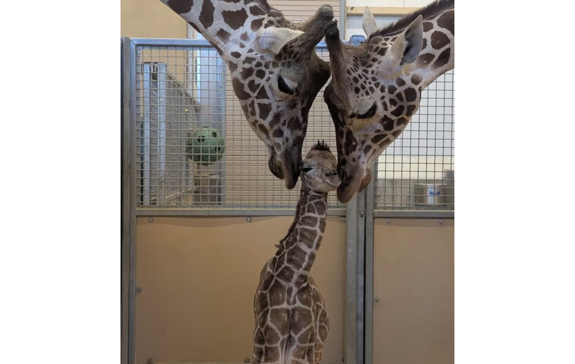 Baby giraffe is born at Utah Hogle Zoo