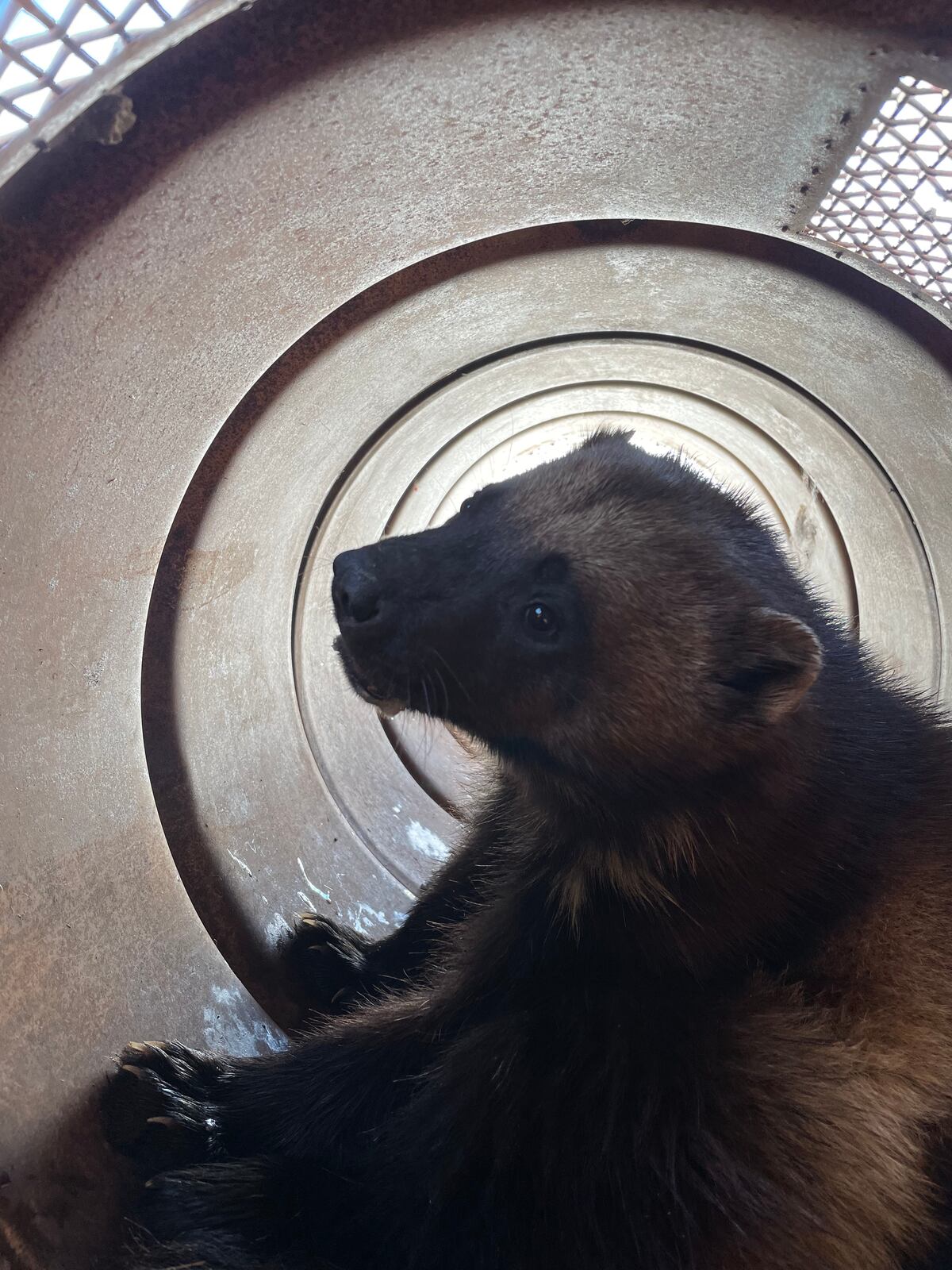 Like new wolverines never worn outside Is the wolverine coming back to Colorado? main image 3