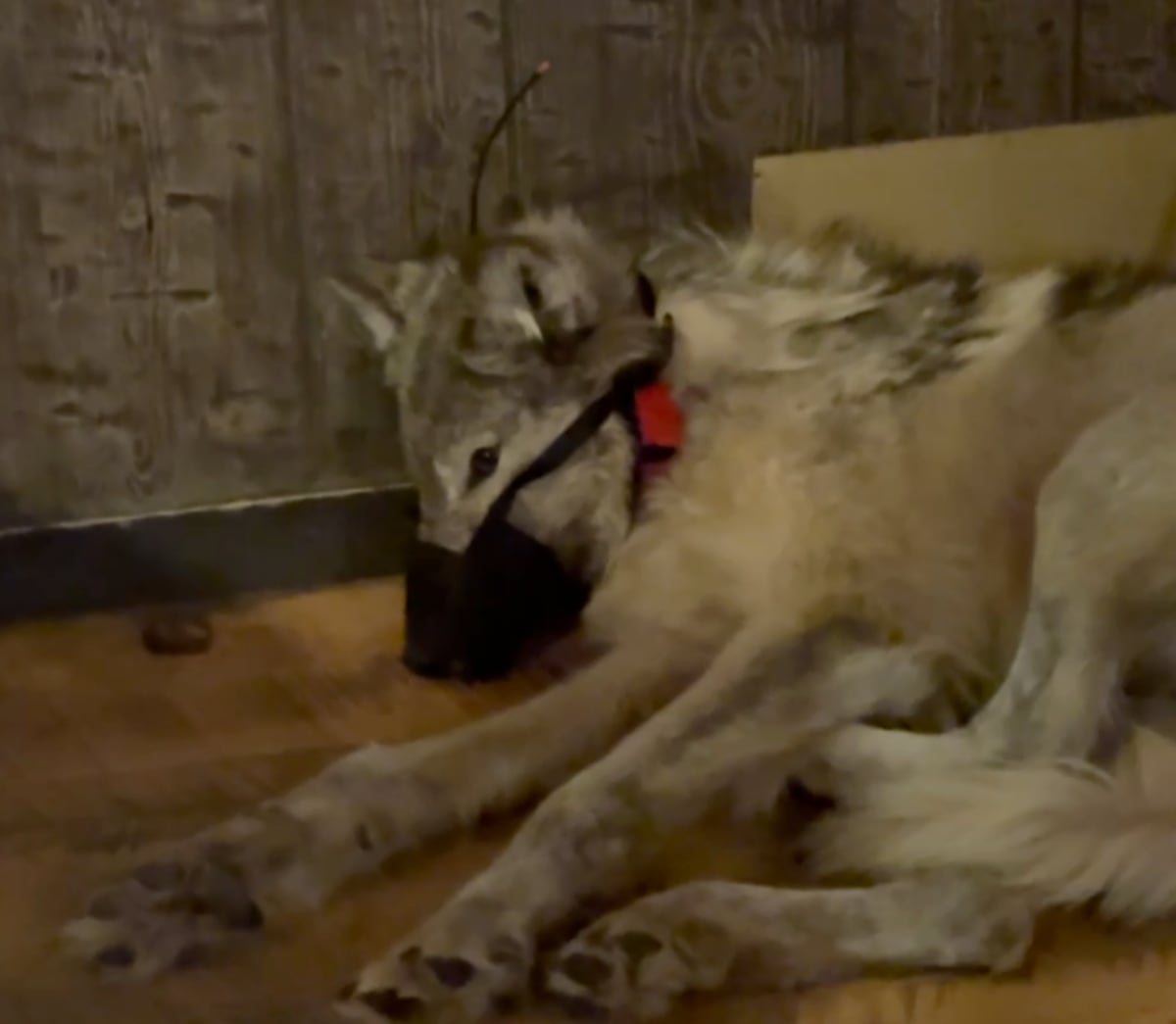 Wyoming hunter who sparked outrage over allegedly tormenting wild wolf pleads not guilty